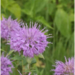 Nahaufnahme der lila Blüte einer Bergamot Indianernessel Staude.