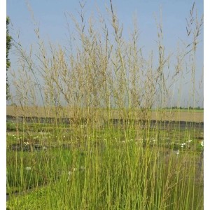 Hohes Riesen-Pfeifengras Windspiel (Molinia arundinacea) im Garten, goldgelbe Herbstfärbung.