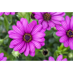 Nahaufnahme von lila Kapkörbchen (Osteospermum hyb.) im Topf, eine farbenfrohe Blühpflanze für sonnige Standorte.