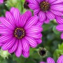 Nahaufnahme von lila Kapkörbchen (Osteospermum hyb.) im Topf, eine farbenfrohe Blühpflanze für sonnige Standorte.