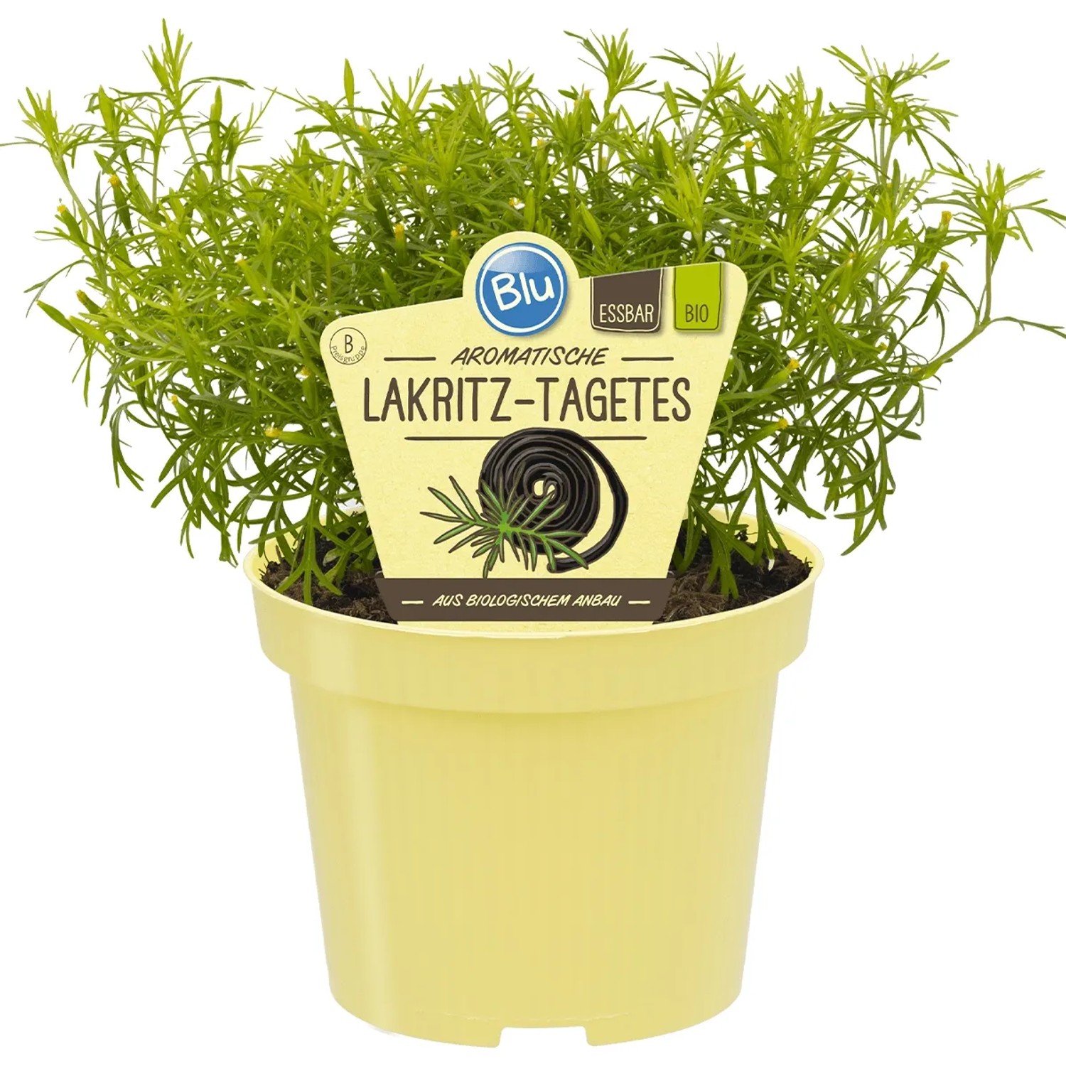 Blu Lakritz-Tagetes Topf-Ø ca. 12 cm
