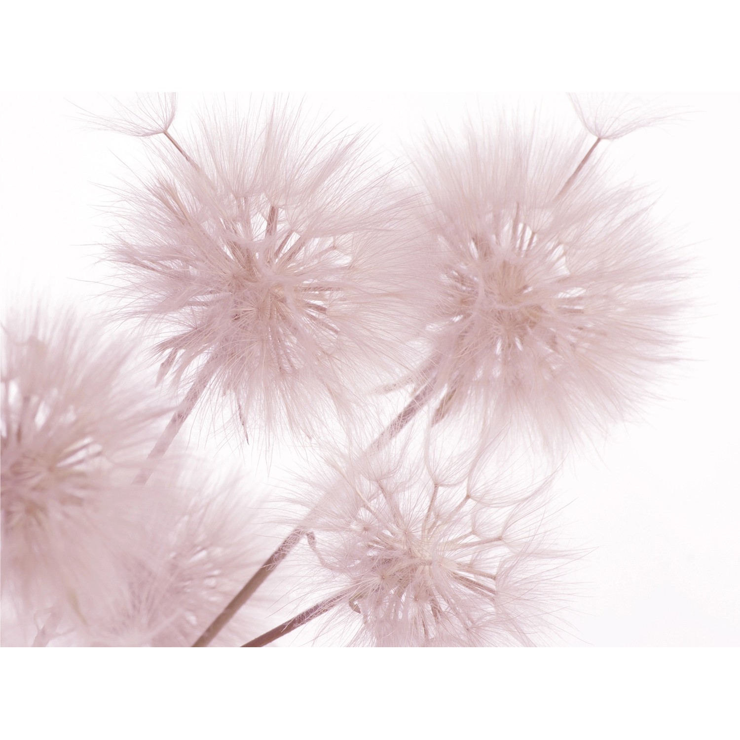 Sanders & Sanders Fototapete Blumen Hellrosa 360 x 254 cm 600402 günstig online kaufen