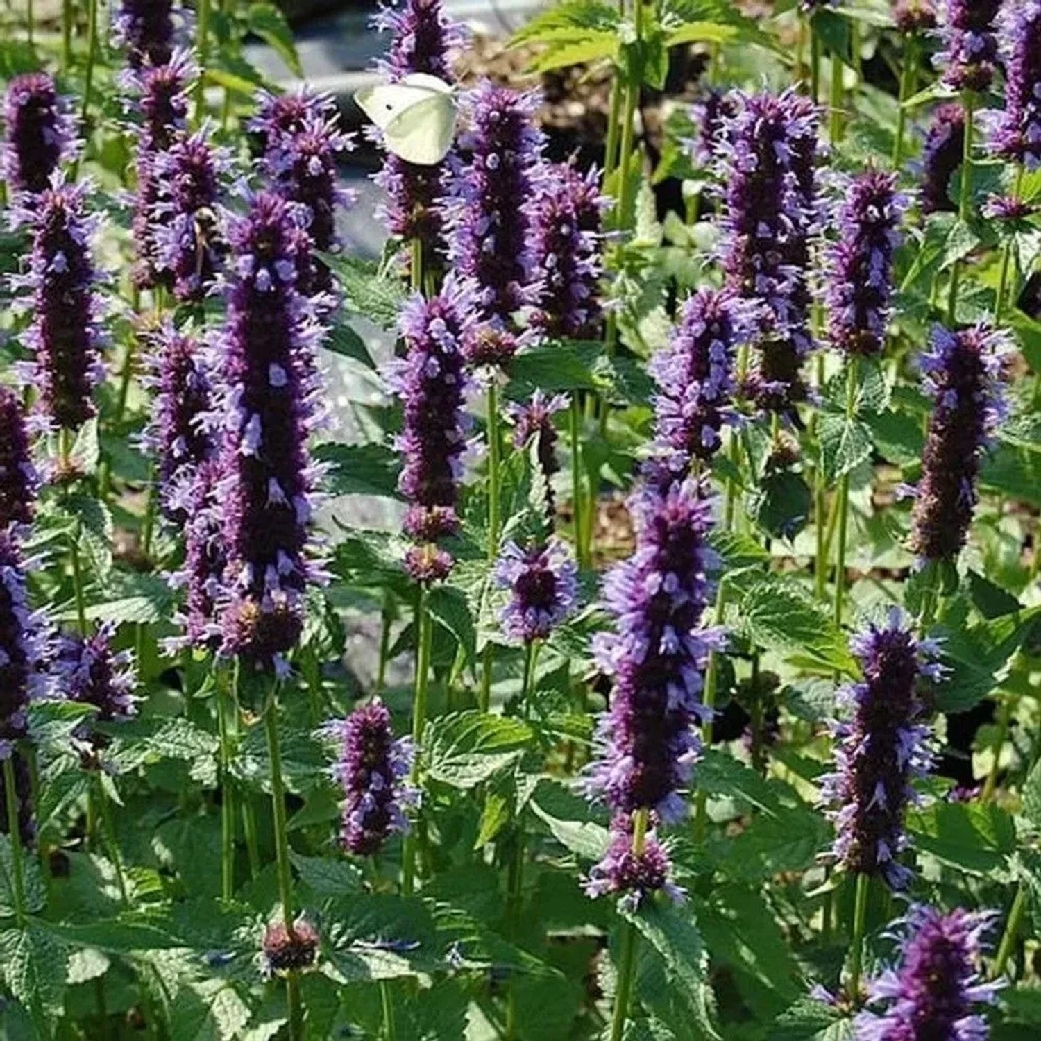 Mexikonessel Black Adder - Agastache rugosa