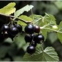 Schwarze Johannisbeere 'Ben Sarek' mit reifen, dunklen Beeren und grünen Blättern.