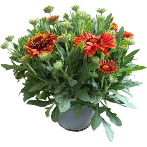 GROW by OBI Kokardenblume Orange Topf-Ø ca. 13 cm Gaillardia aristata