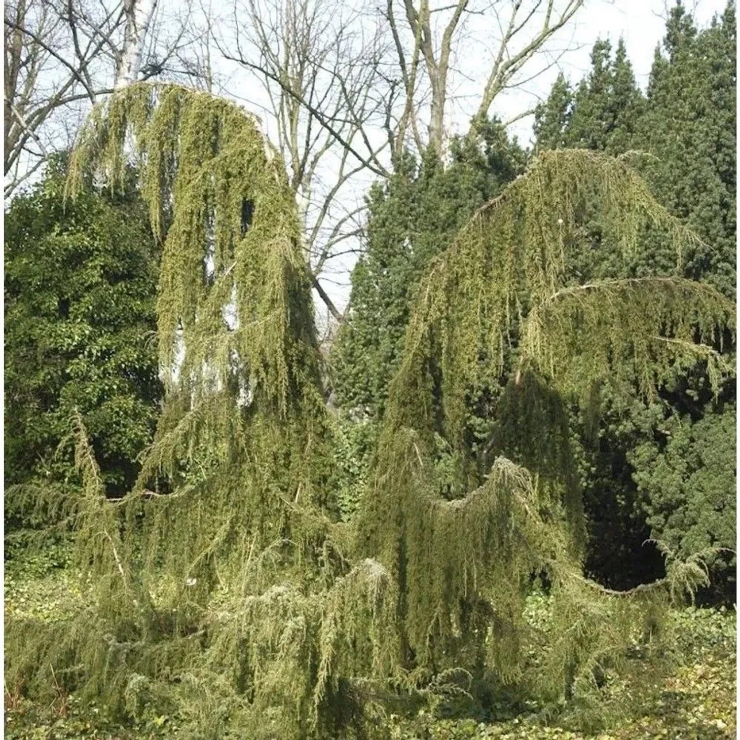 Wildwacholder Horstmann 80-100cm - Juniperus communis
