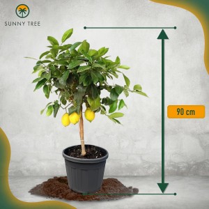 Fruchttragender Zitronenbaum (90cm) im Topf. Ideal für Balkon und Terrasse.