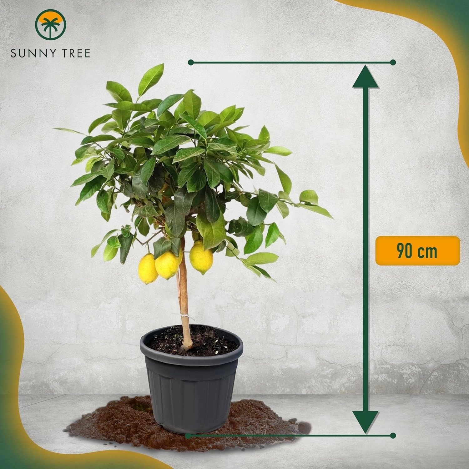 Fruchttragender Zitronenbaum (90cm) im Topf. Ideal für Balkon und Terrasse.