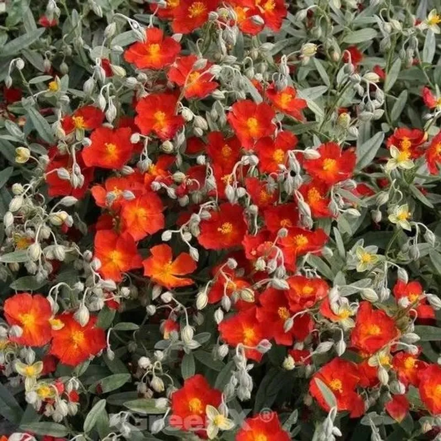 Sonnenröschen Bronzeteppich - Helianthemum