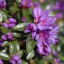 Blühender Zwerg-Rhododendron Blue Wonder mit violetten Blüten und grünen Blättern.