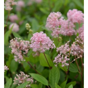 Nahaufnahme der Säckelblume 'Marie Simon' mit zarten, rosa Blütenständen und grünen Blättern.