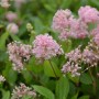 Nahaufnahme der Säckelblume 'Marie Simon' mit zarten, rosa Blütenständen und grünen Blättern.