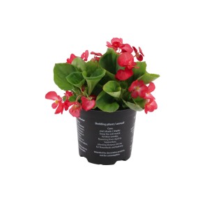 Rote Begonie im Topf (ca. 14 cm Ø). Dekorative Zimmer- und Gartenpflanze.