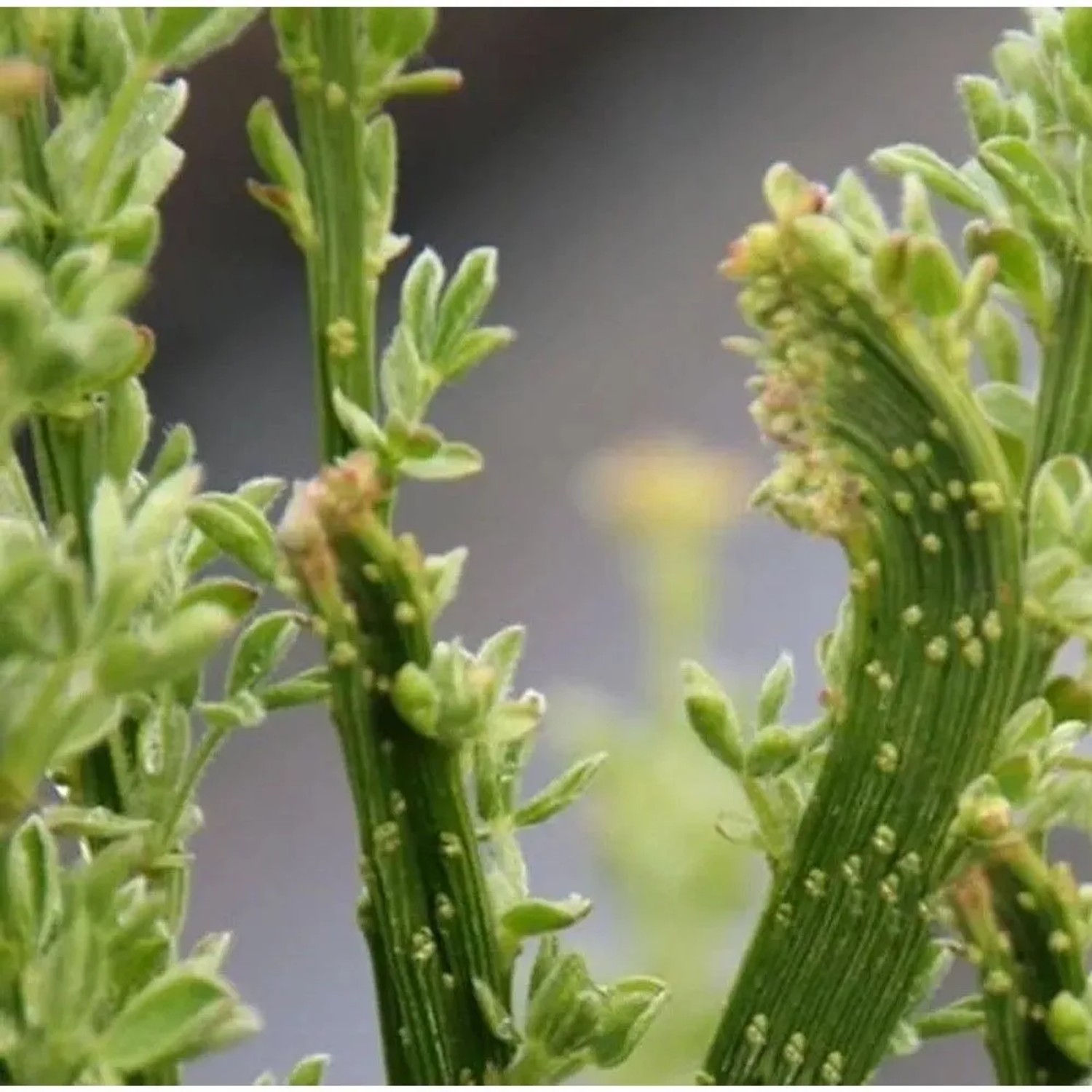 Schmuckginster Gelber Funken 40-60cm - Cytisus scoparius