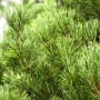 Detailaufnahme der goldgelben Nadeln der Pinus Mugo Carstens Wintergold Kiefer, einem Hausbaum.