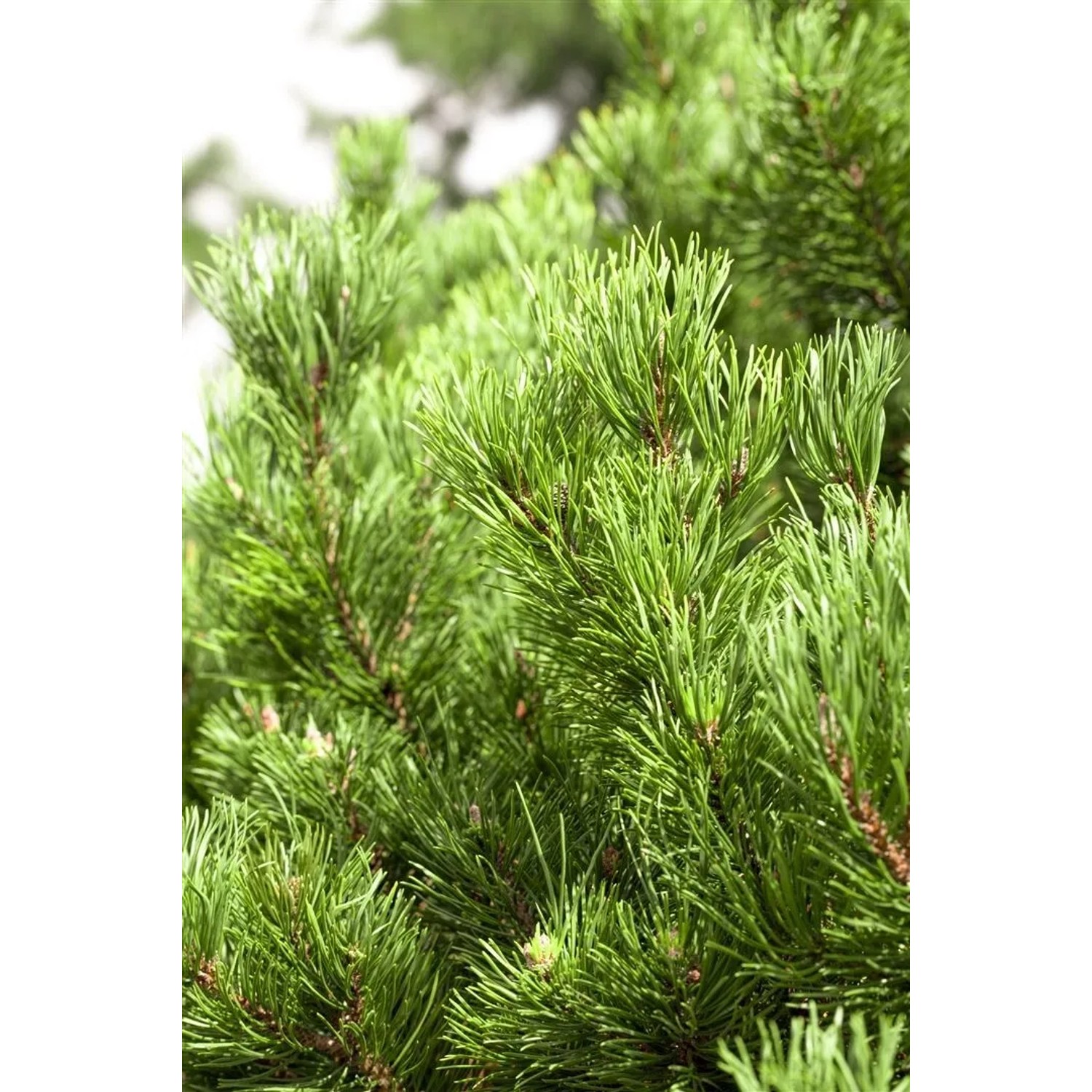 Detailaufnahme der goldgelben Nadeln der Pinus Mugo Carstens Wintergold Kiefer, einem Hausbaum.