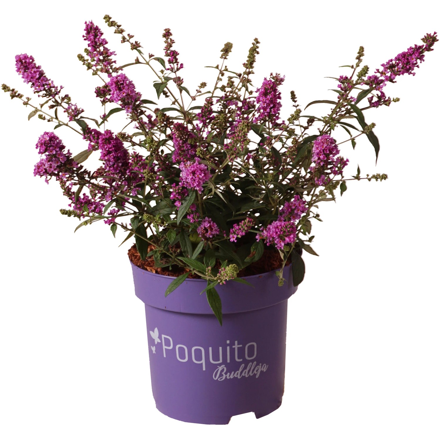 Zwerg-Schmetterlingsflieder "Orchid Annie" Poquito Höhe ca. 30 cm Topf ca. 2,8l