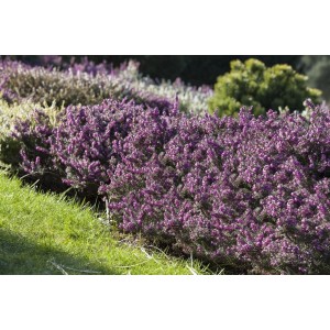 Winterheide Erica Darleyensis Rosa im 11x11 cm Topf, buschig wachsend mit rosa Blüten.