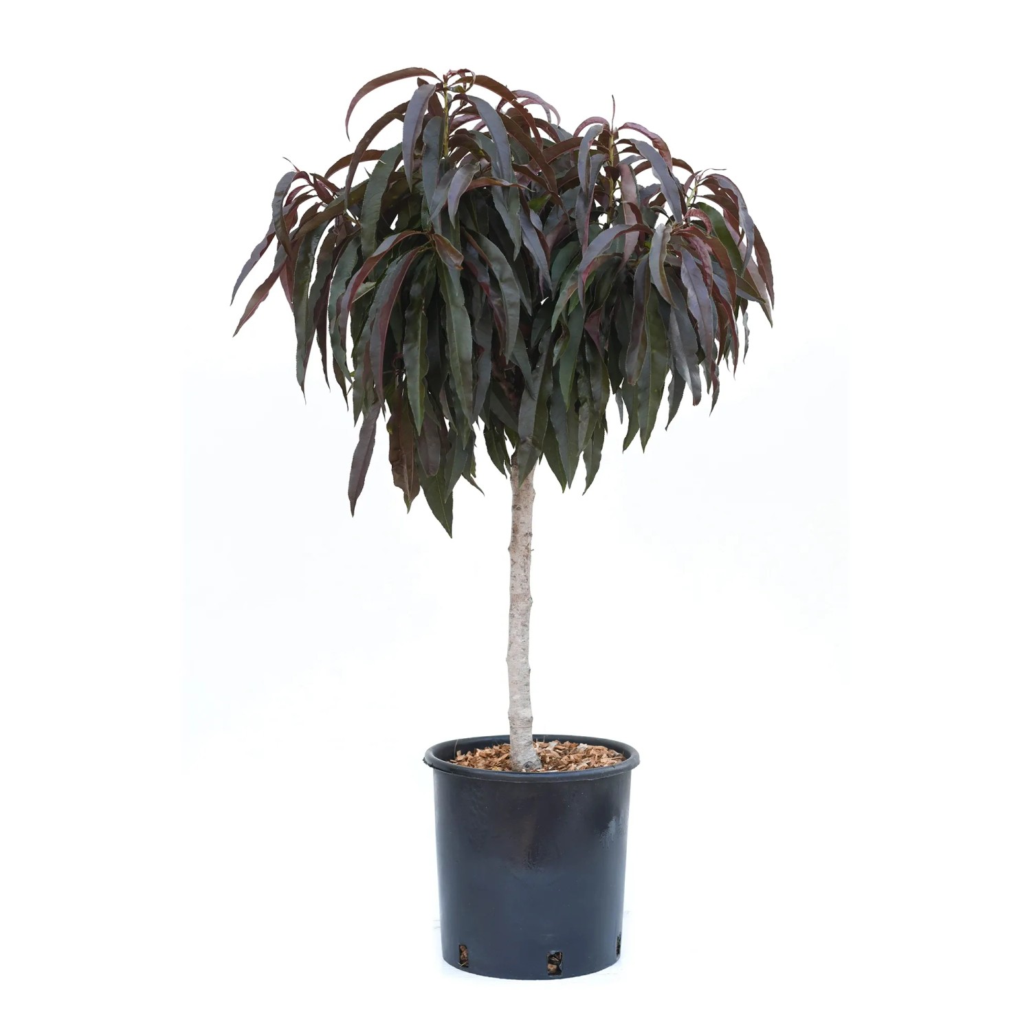 GROW by OBI Zwerg-Pfirsichbaum Ministamm Höhe ca. 60 cm Prunus persica Bonfire