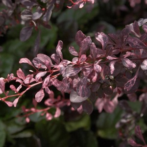 Beberitze Rose Glow Strauch, 30-40cm, mit rosa-roten Blättern.