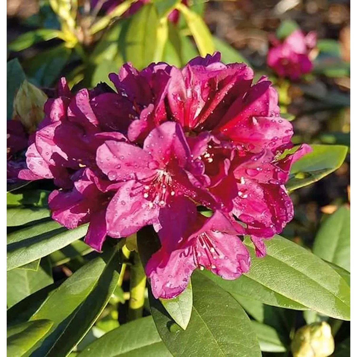 Großblumige Rhododendron Polarnacht 30-40cm - Alpenrose
