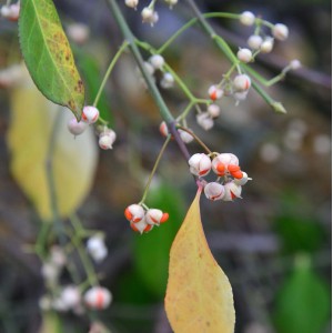 Kriechspindel Vegetus (Euonymus fortunei) mit weißen Fruchtkapseln und orangefarbenen Samen.