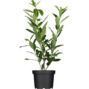 Kirschlorbeer Caucasica im Topf, ca. 80-100 cm hoch, ideal als immergrüne Sichtschutzhecke.