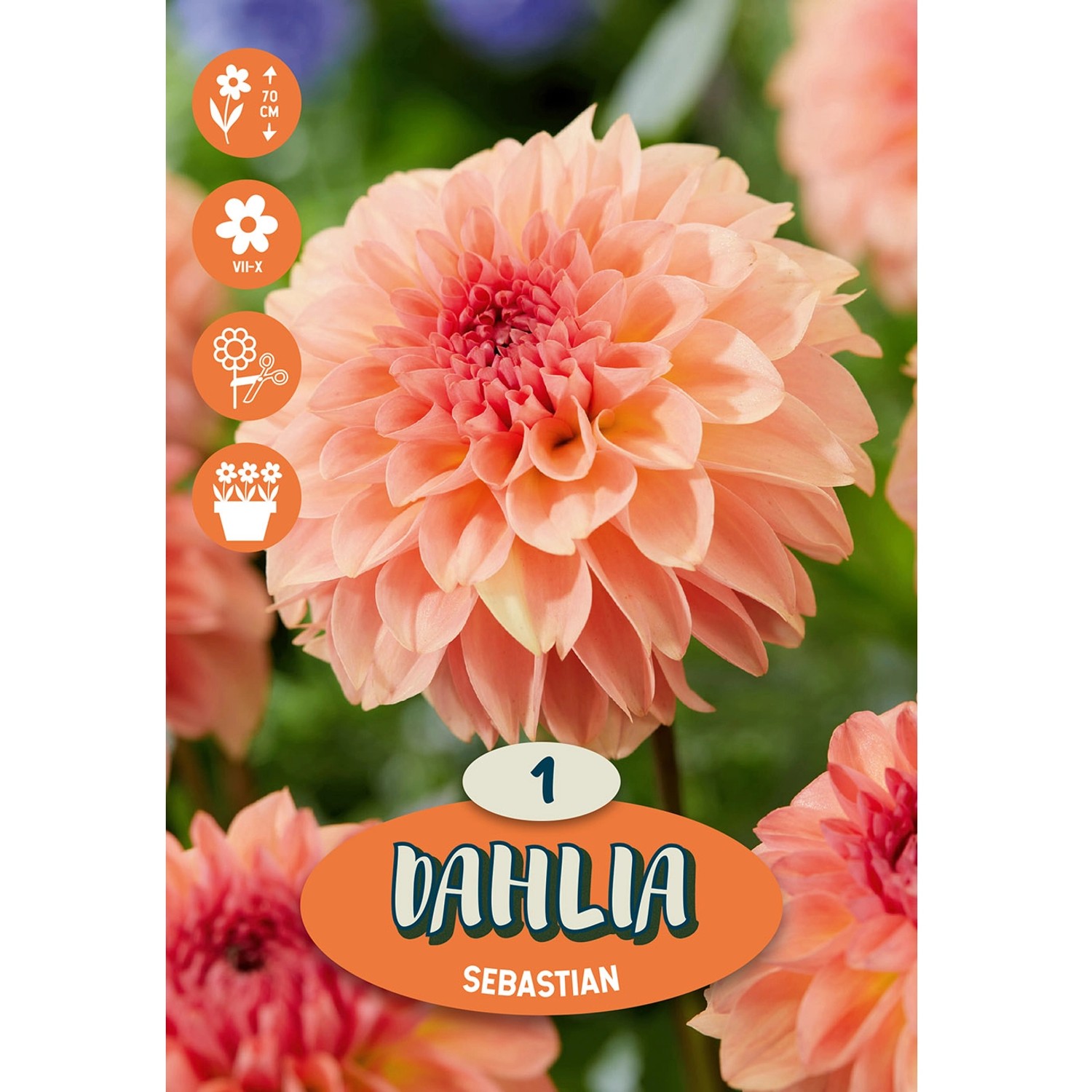 Dahlia ''Sebastian'' 1 Stück