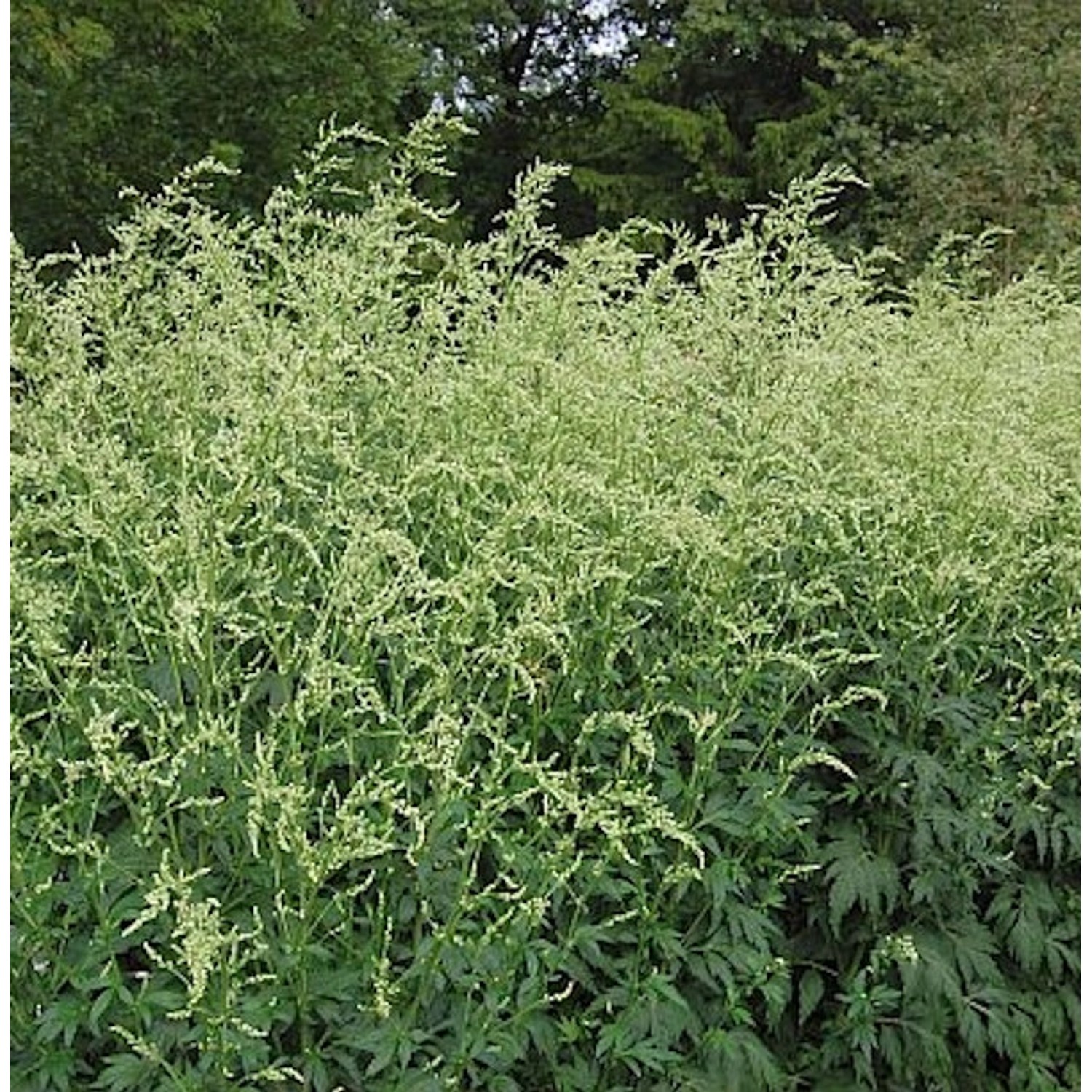 Weisser Chinabeifuss - Artemisia lactiflora günstig online kaufen