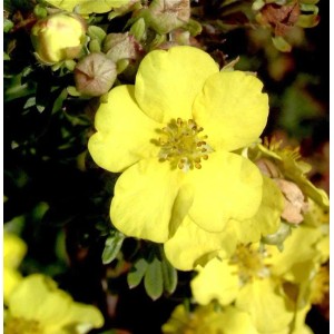 Gelbe Blüte des Spierstrauchs 'Goldteppich' (Potentilla fruticosa), Nahaufnahme der Staude.