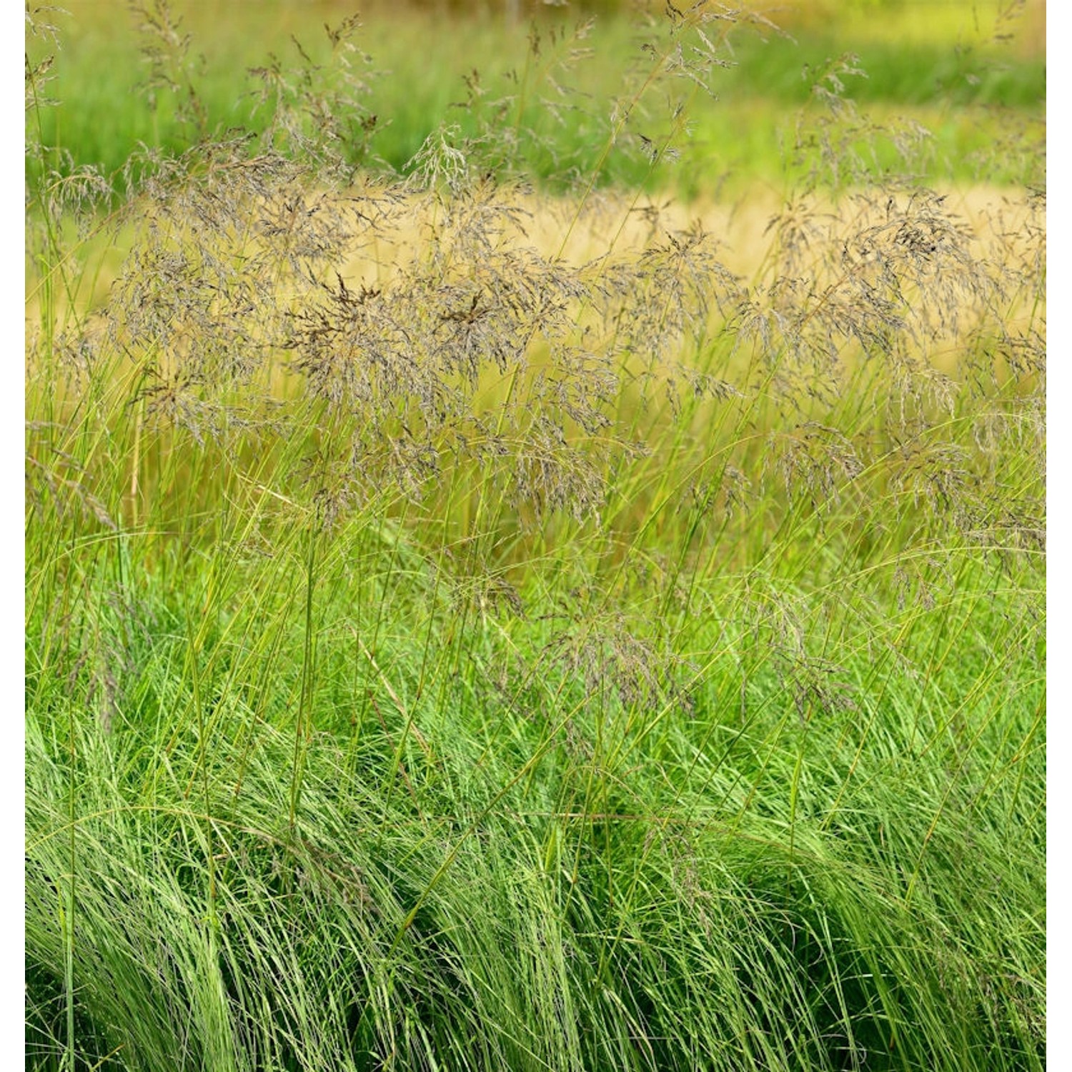 Bogen Liebesgras - großer Topf - Eragrostis curvula günstig online kaufen