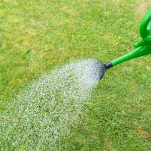 Anwendung von e-nema Nematoden gegen Engerlinge mit Gießkanne auf Rasen.