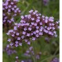 Eisenkraut - Verbena bonariensis_2