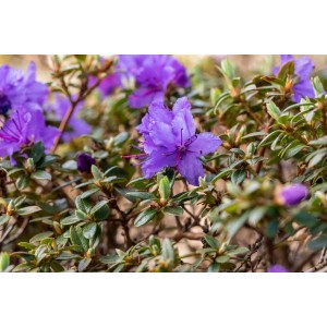 Nahaufnahme eines blauvioletten Zwerg-Rhododendron Saint Merryn mit grünen Blättern.