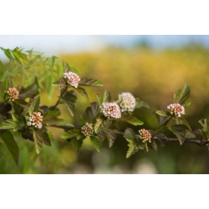 Blasenspiere Amber Jubilee mit weiß-rosa Blüten und dunklem Laub.