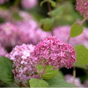 Ballhortensie Pink Annabelle mit rosa Blütenbällen und grünen Blättern.