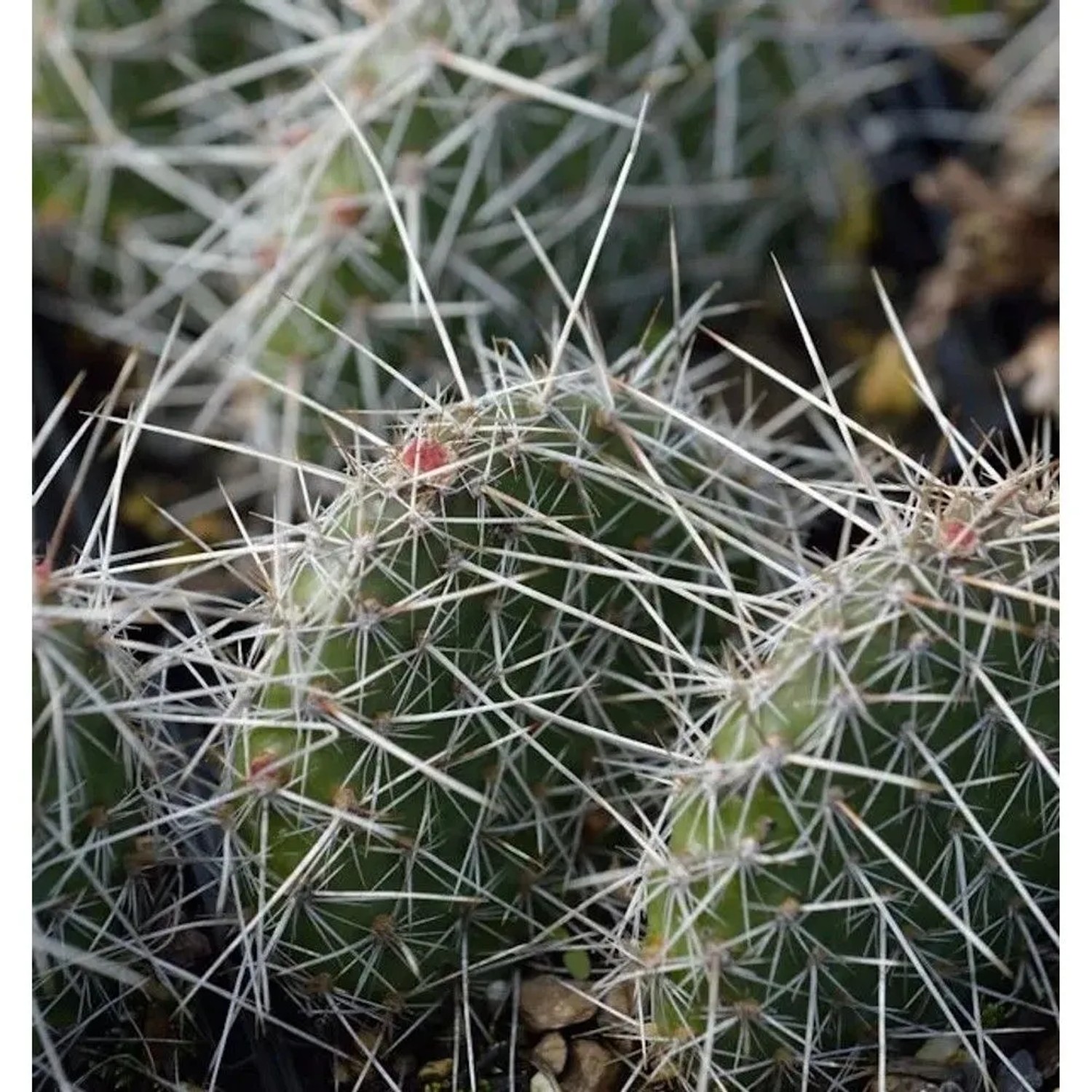 Feigenkaktus - Opuntia polyacantha