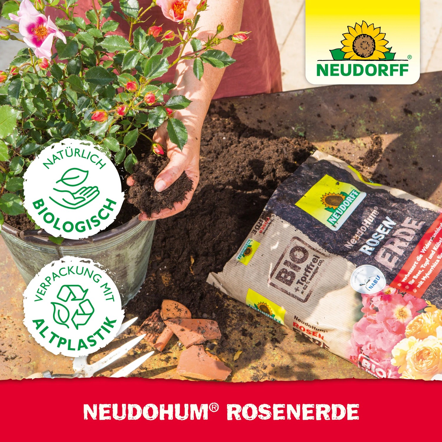 Neudorff Neudohum Rosenerde 20 l beim Umtopfen einer Rose im Topf.
