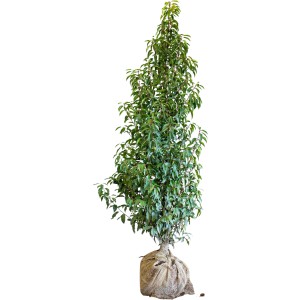 Kirschlorbeer Angustifolia im Jutesack, ca. 175-200 cm hoch, ideal als Heckenpflanze.