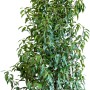 Kirschlorbeer Angustifolia im Jutesack, ca. 175-200 cm hoch, ideal als Heckenpflanze.