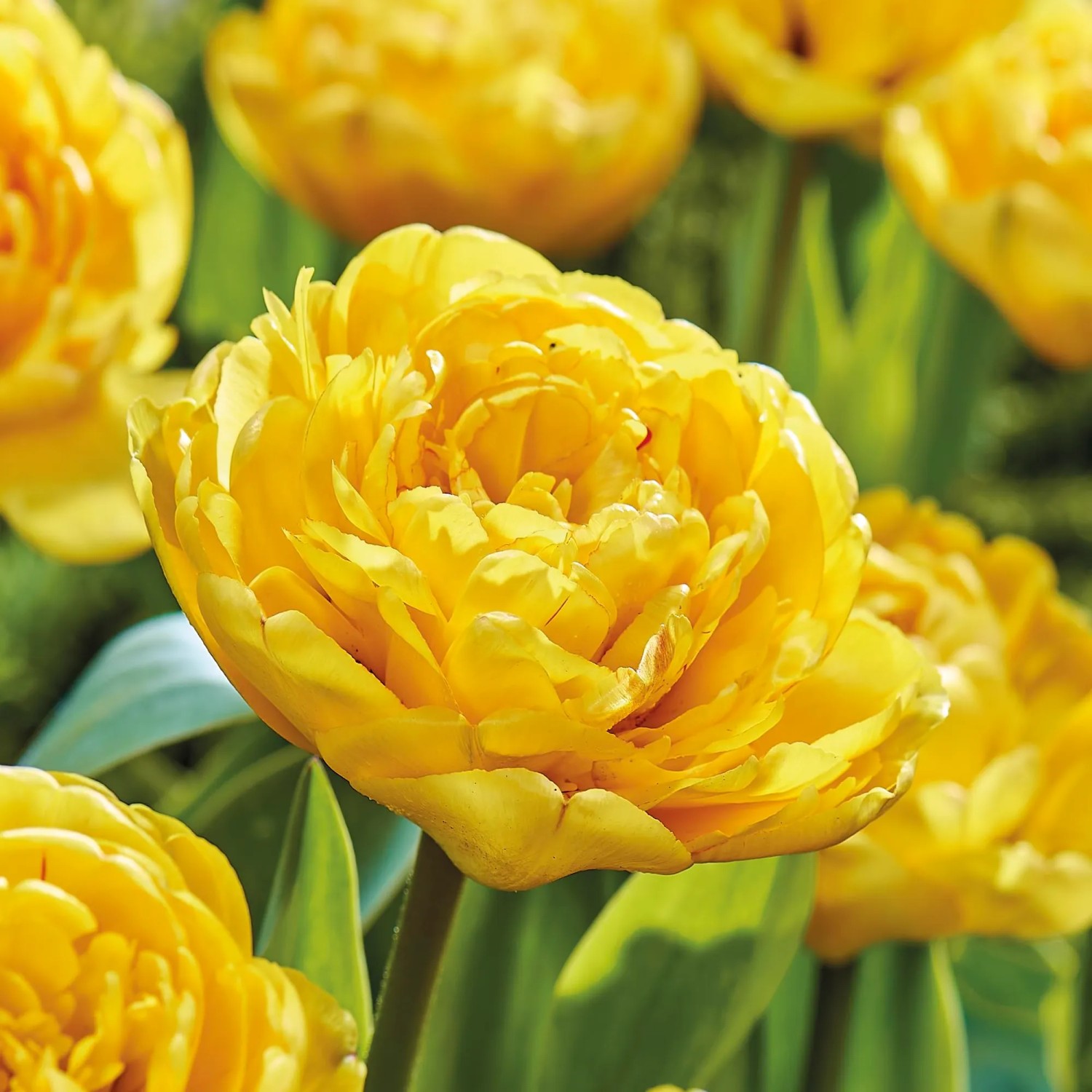 Italienisches Charm-Anhänger – 9 Mm Tulpe Im Blumentopf, Gelb, Für Klassische Charm-Arme