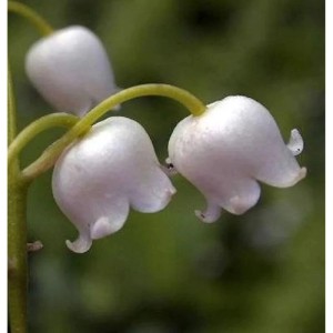 Nahaufnahme von Maiglöckchen Grandiflora (Convallaria majalis) mit weißen, glockenförmigen Blüten.
