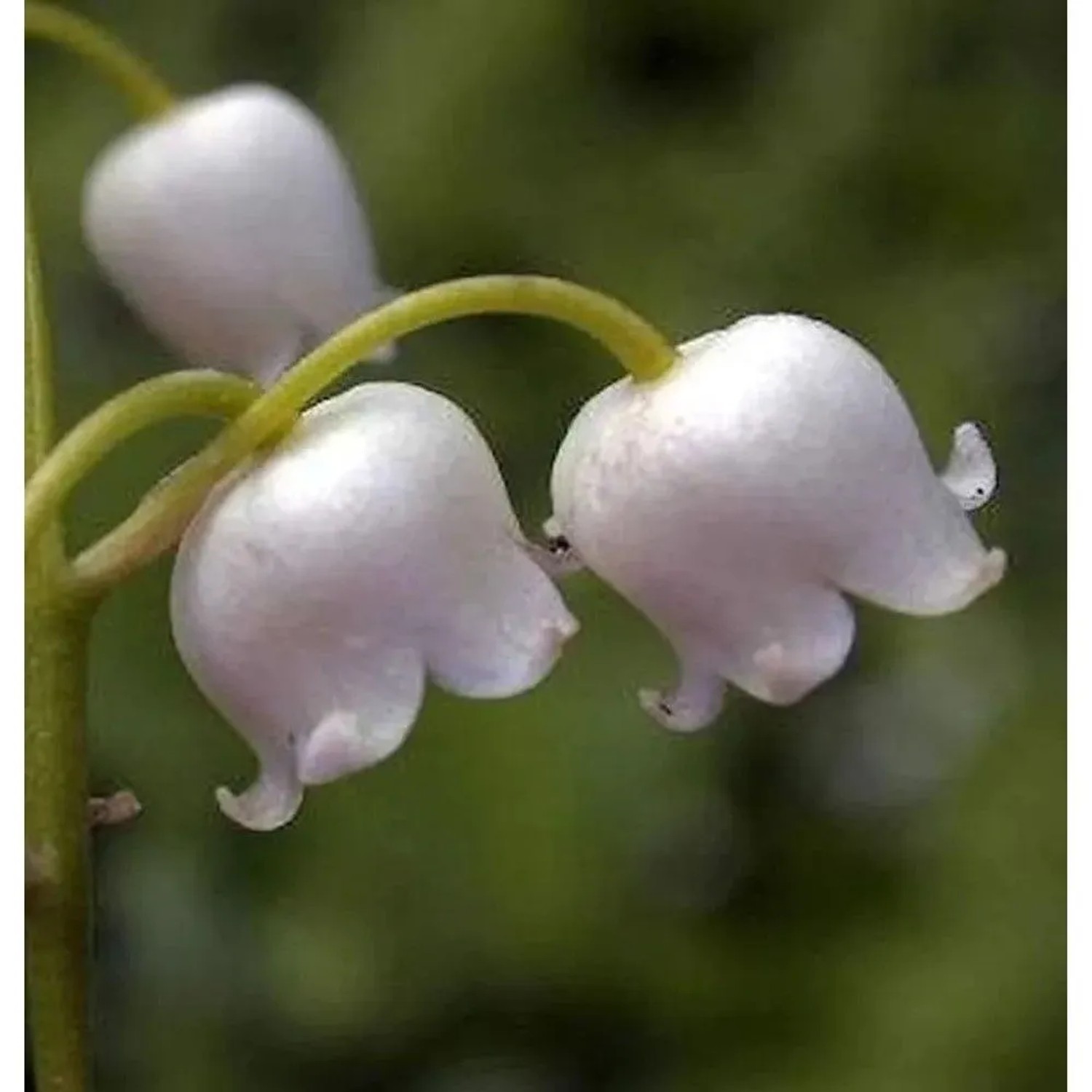 Maiglöckchen Grandiflora - Convallaria majalis