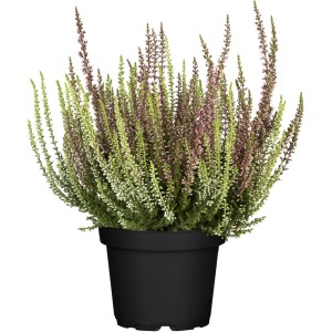Besenheide Calluna Garden Girls Twins im Topf, verschiedene Farben.