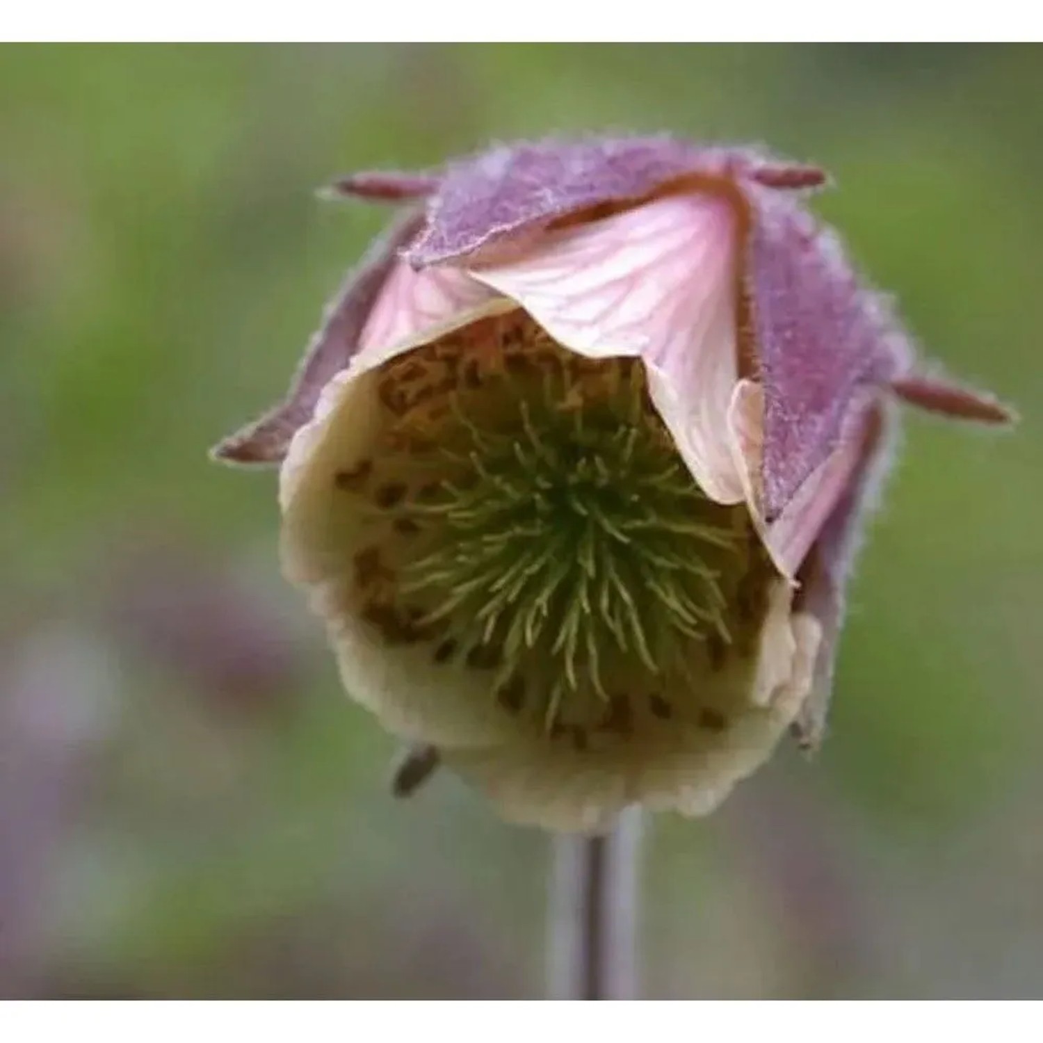 Rosa Bachnelkenwurz - Geum rivale