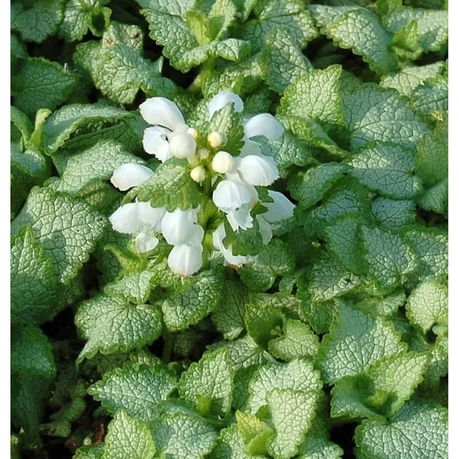 Waldnessel White Nancy - Lamium maculatum