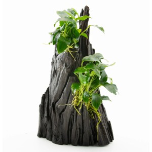 Dennerle Aquariumpflanze Anubias spp. Hills auf dunkler Wurzel, ideal für Aquascaping.