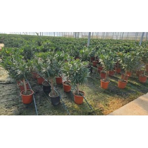 Sunny-Tree Oleander auf Stamm Farbe Rot Nerium Oleander Höhe 110-120 cm Pflanze für Draußen Immergrün im Winter Mediterrane Pflanze