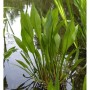 Gewöhnliche Froschlöffel - Alisma plantago