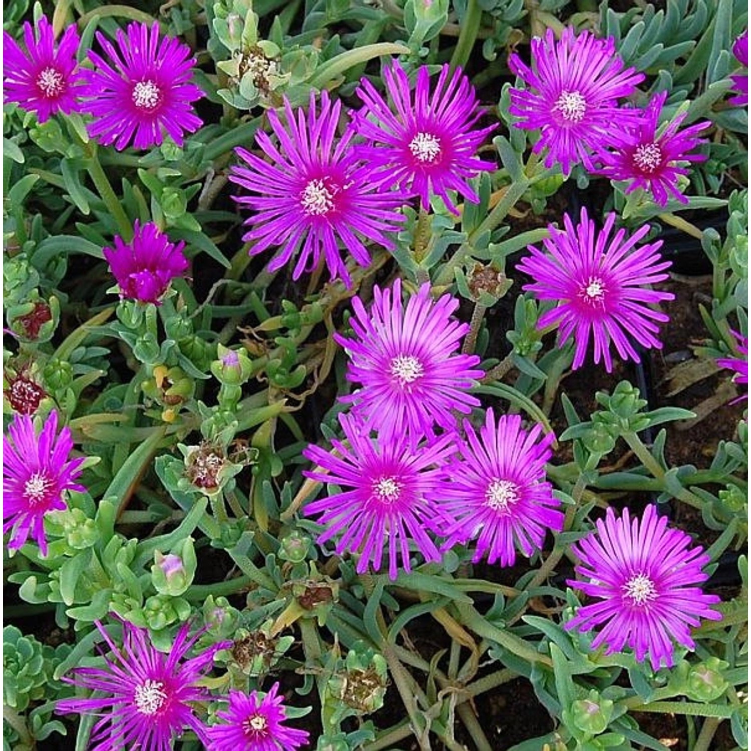 Mittagsblümchen Table Mountain - Delosperma cooperi günstig online kaufen